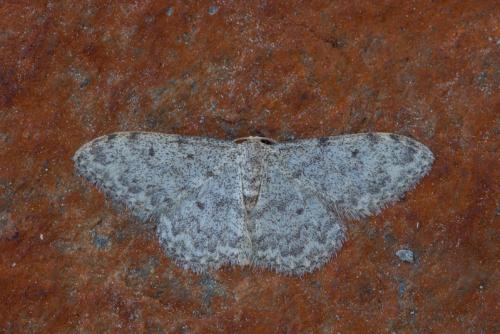 Idaea cervantaria